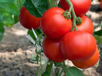 Какие сорта помидор подходят для открытого грунта?